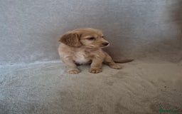 Cockapoo dogs for sale: Cockapoo puppies - Image 8