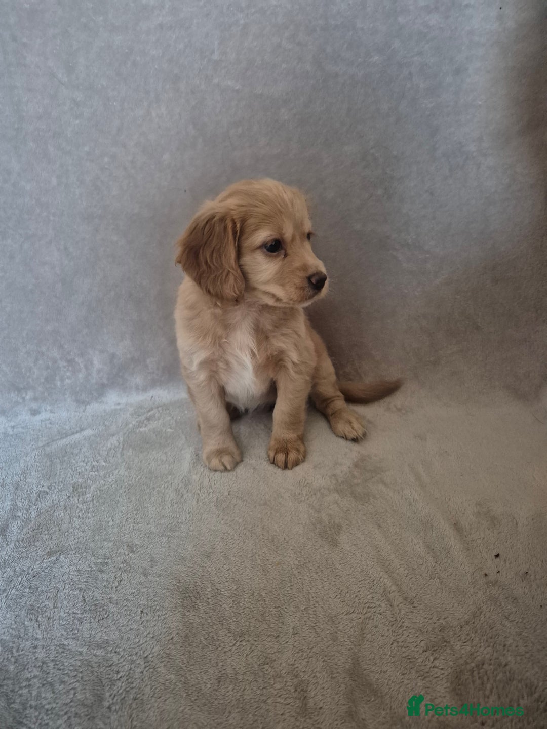Cockapoo dogs for sale: Cockapoo puppies - Image 8
