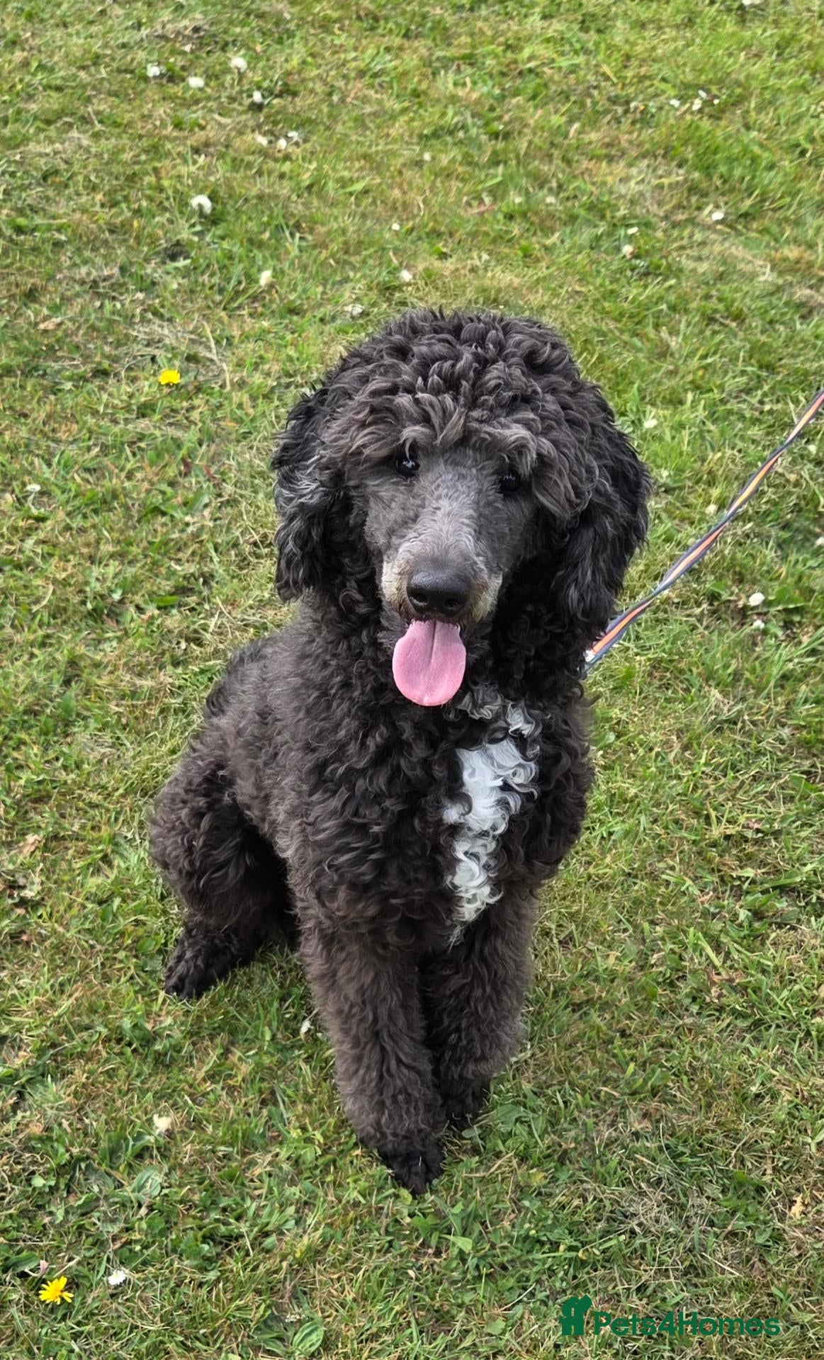 Bernedoodle dogs Lovely Bernedoodle boy - Advert 4