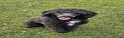 Bernedoodle dogs for sale: Lovely Bernedoodle boy - Advert 1