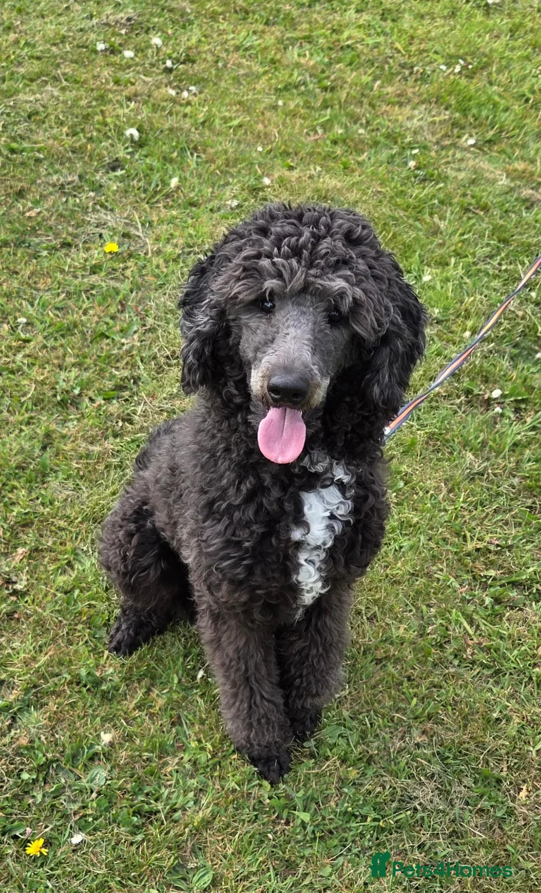 Bernedoodle dogs for sale: Lovely Bernedoodle boy - Advert 1