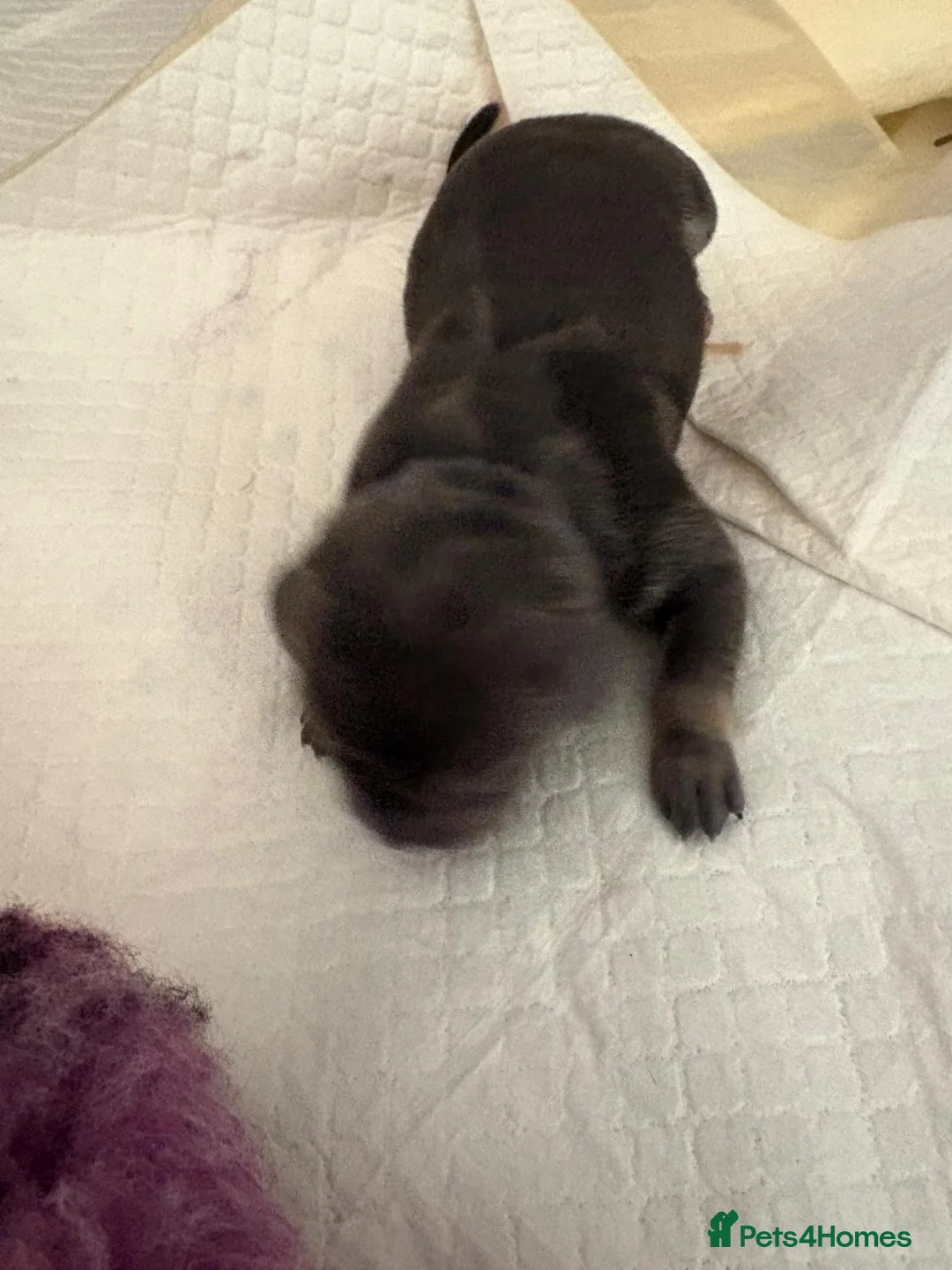 Staffordshire Bull Terrier dogs for sale: Gorgeous staff pups  in London - Advert 4