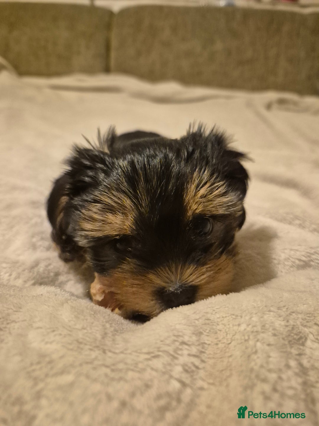 Yorkshire Terrier dogs for sale: Yorkshire terrier puppies looking for loving homes - Advert 2