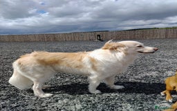 Mixed Breed dogs for sale: Retriever cross 4 years old  - Image 4