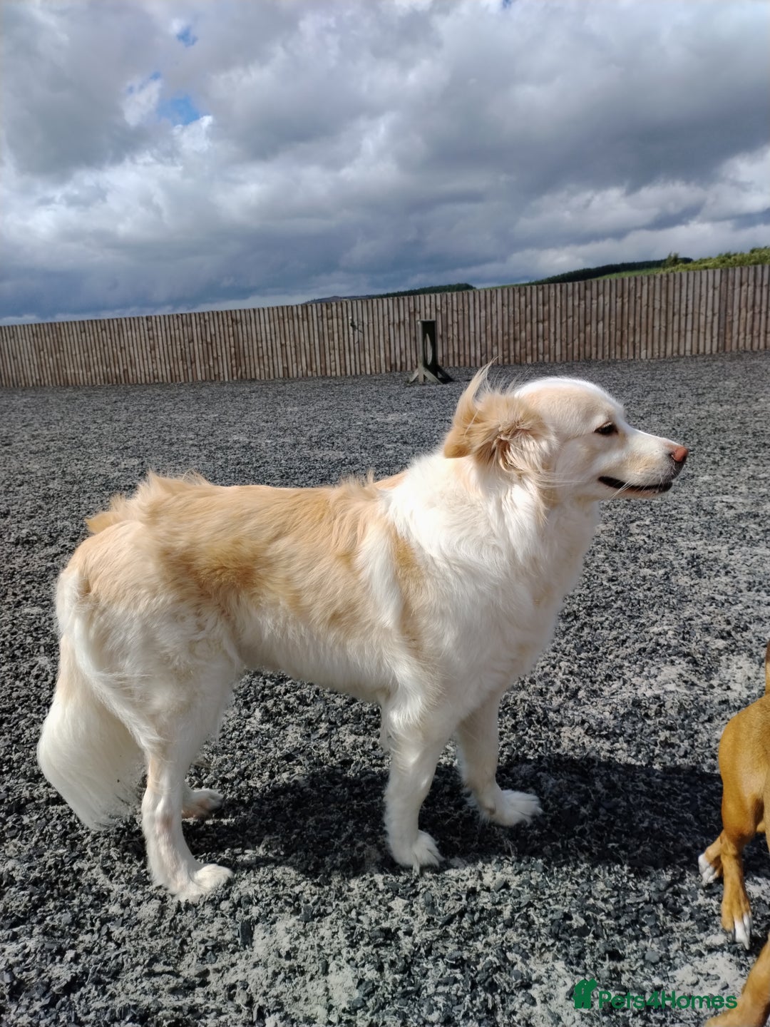 Mixed Breed dogs for sale: Retriever cross 4 years old  - Image 4