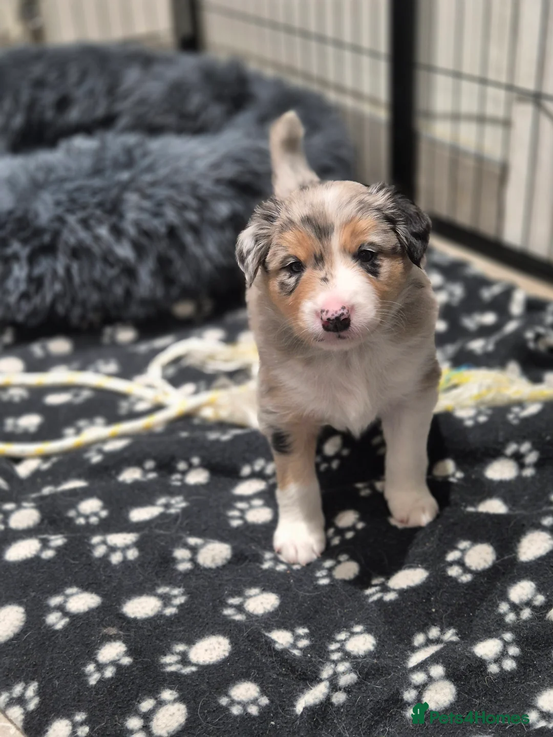 Border Collie dogs for sale: Beautiful Border Collies. Parents DNA tested.  - Advert 9