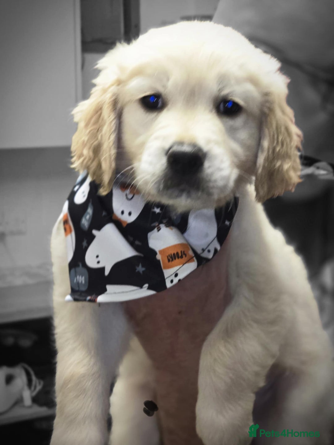 Golden Retriever dogs for sale: Beautiful KC Golden Retriever Babies  - Image 11