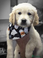 Golden Retriever dogs - Advert 2