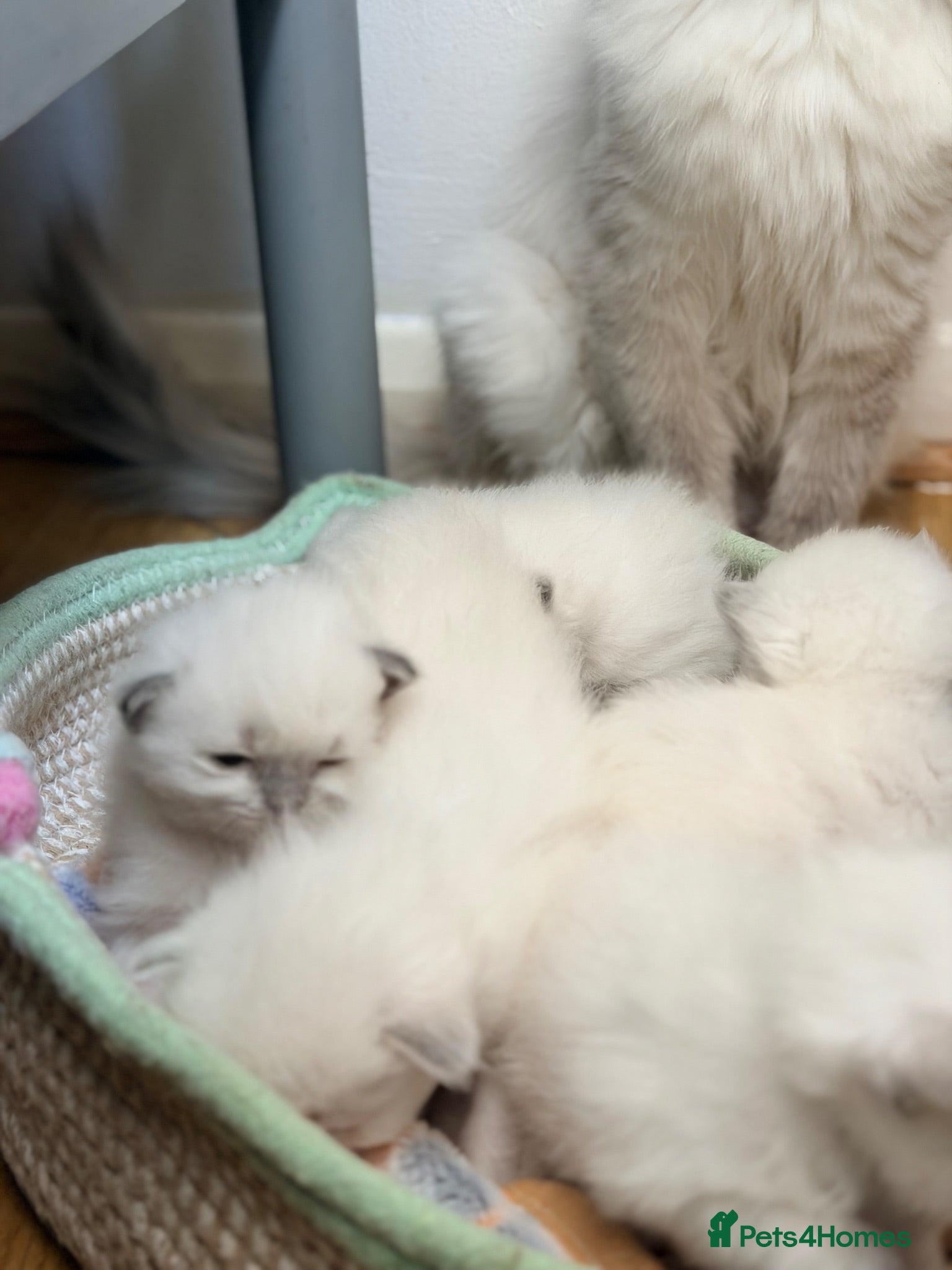 Ragdoll cats Ragdoll kittens available  - Advert 2