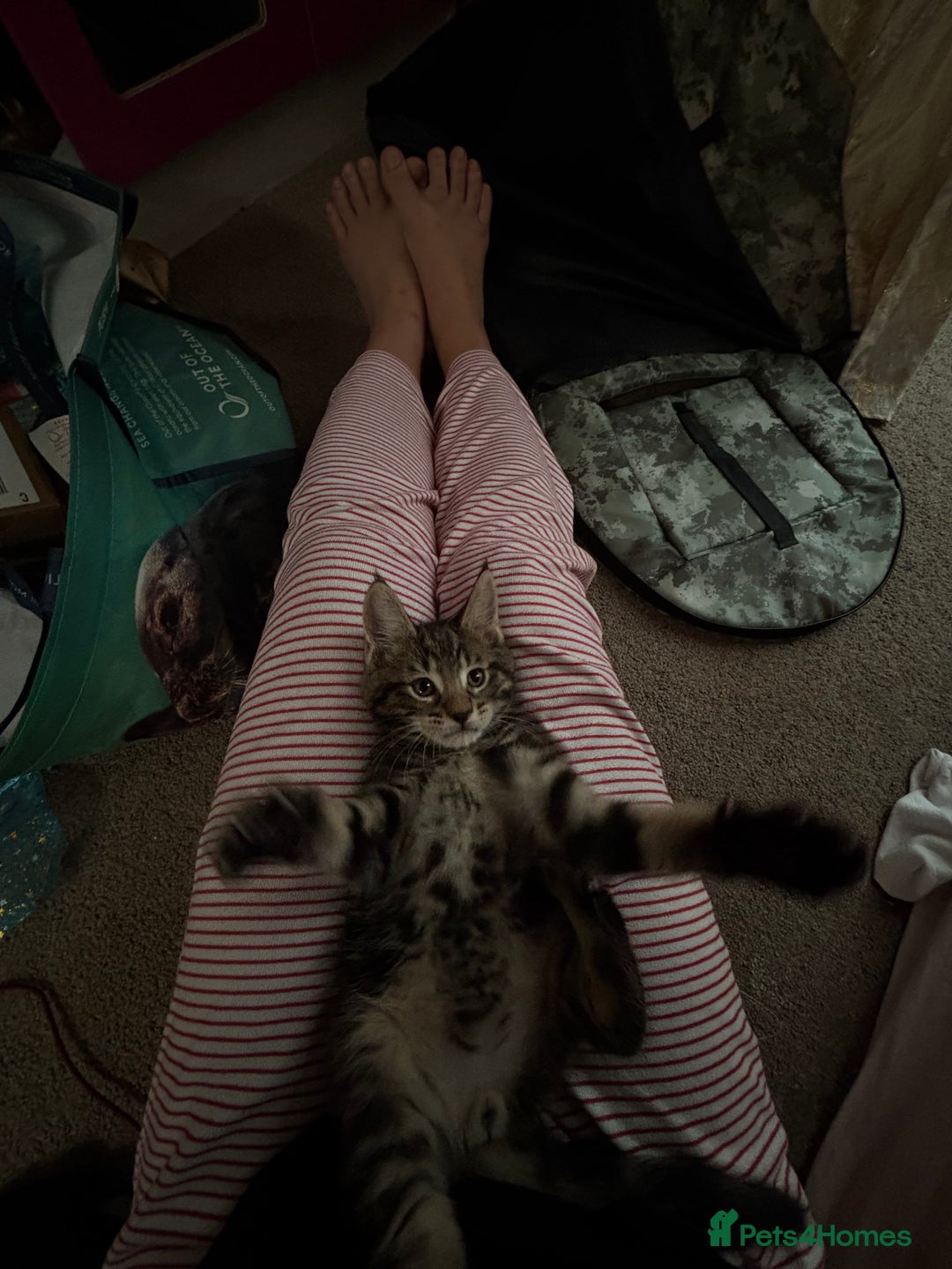 Mixed Breed cats for sale: Mix breed kittens - Advert 5