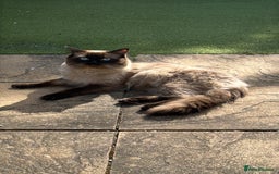 Ragdoll cats for sale: Ragdoll boy - Image 5