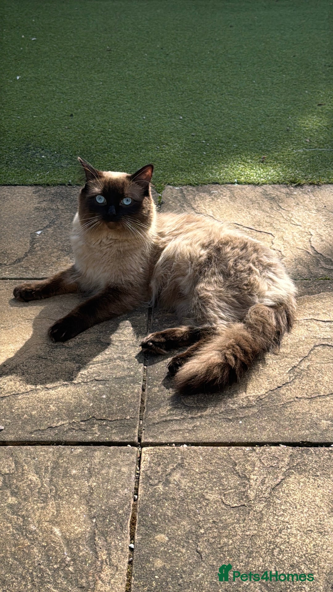 Ragdoll cats for sale: Ragdoll boy - Image 5