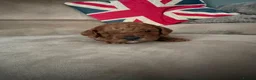 Cavapoo dogs for sale: Cavapoo puppies for sale  - Advert 14