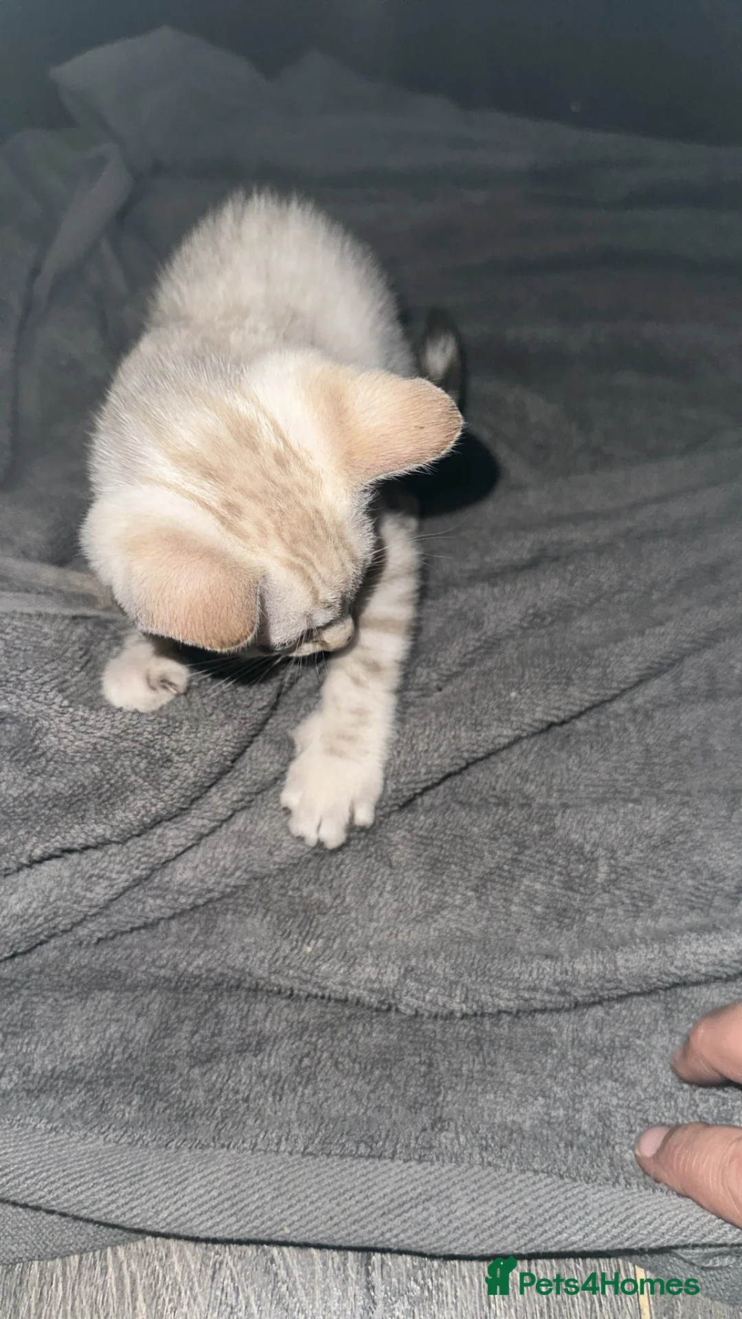 Bengal cats for sale: Silver, Snow Lynx & Brown Rosette Bengals - Advert 2