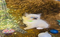 Ragdoll cats for sale: GCCF Pure Ragdoll Seal/Blue Point Lynx Mitted - Advert 9