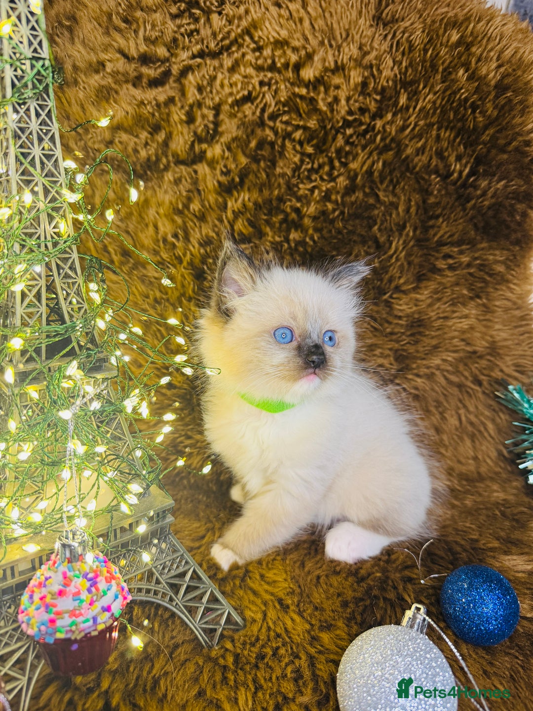 Ragdoll cats for sale: GCCF Pure Ragdoll Seal/Blue Point Lynx Mitted - Advert 9
