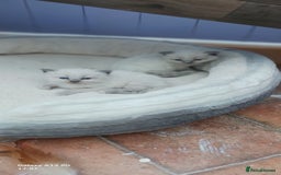 Ragdoll cats for sale: Ragdoll Kittens - Image 9