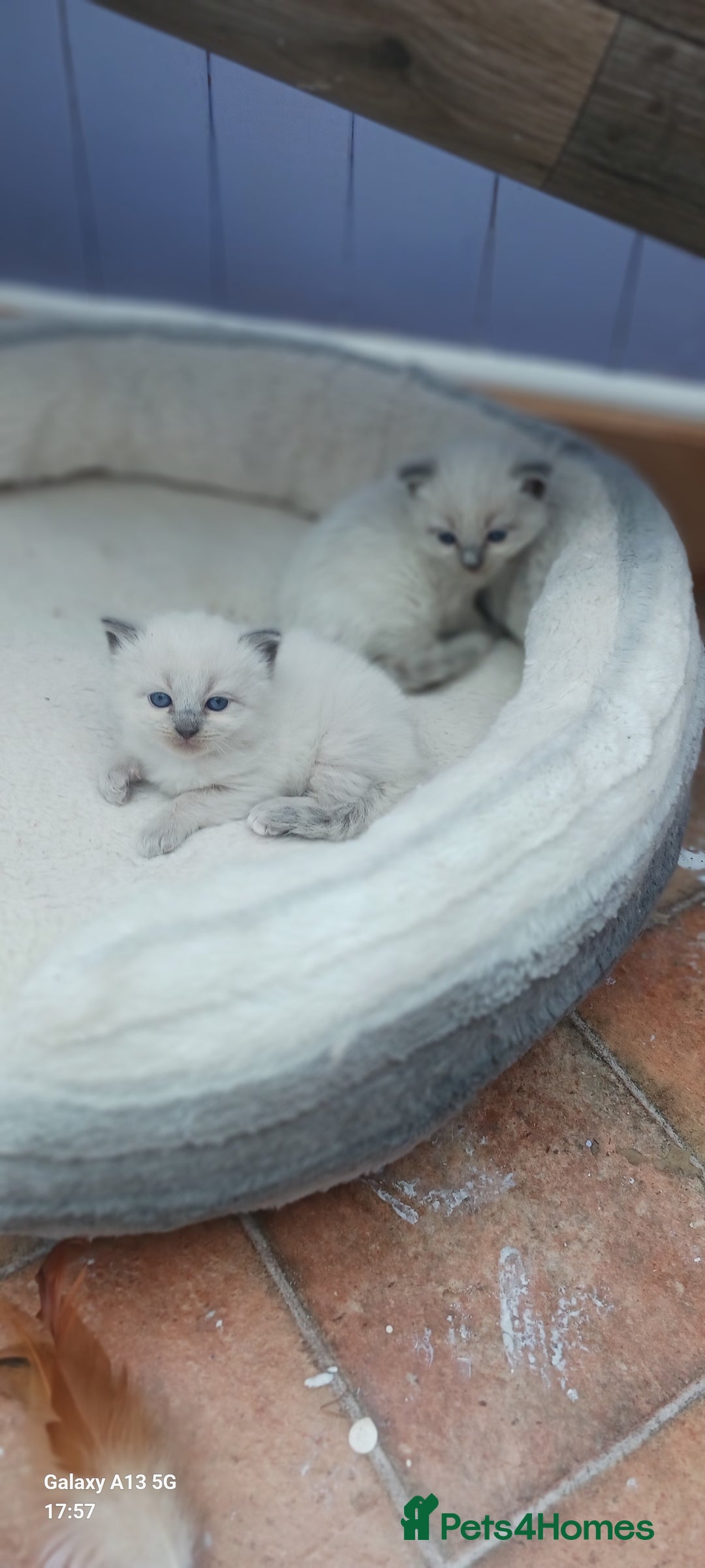 Ragdoll cats for sale: Ragdoll Kittens - Image 9