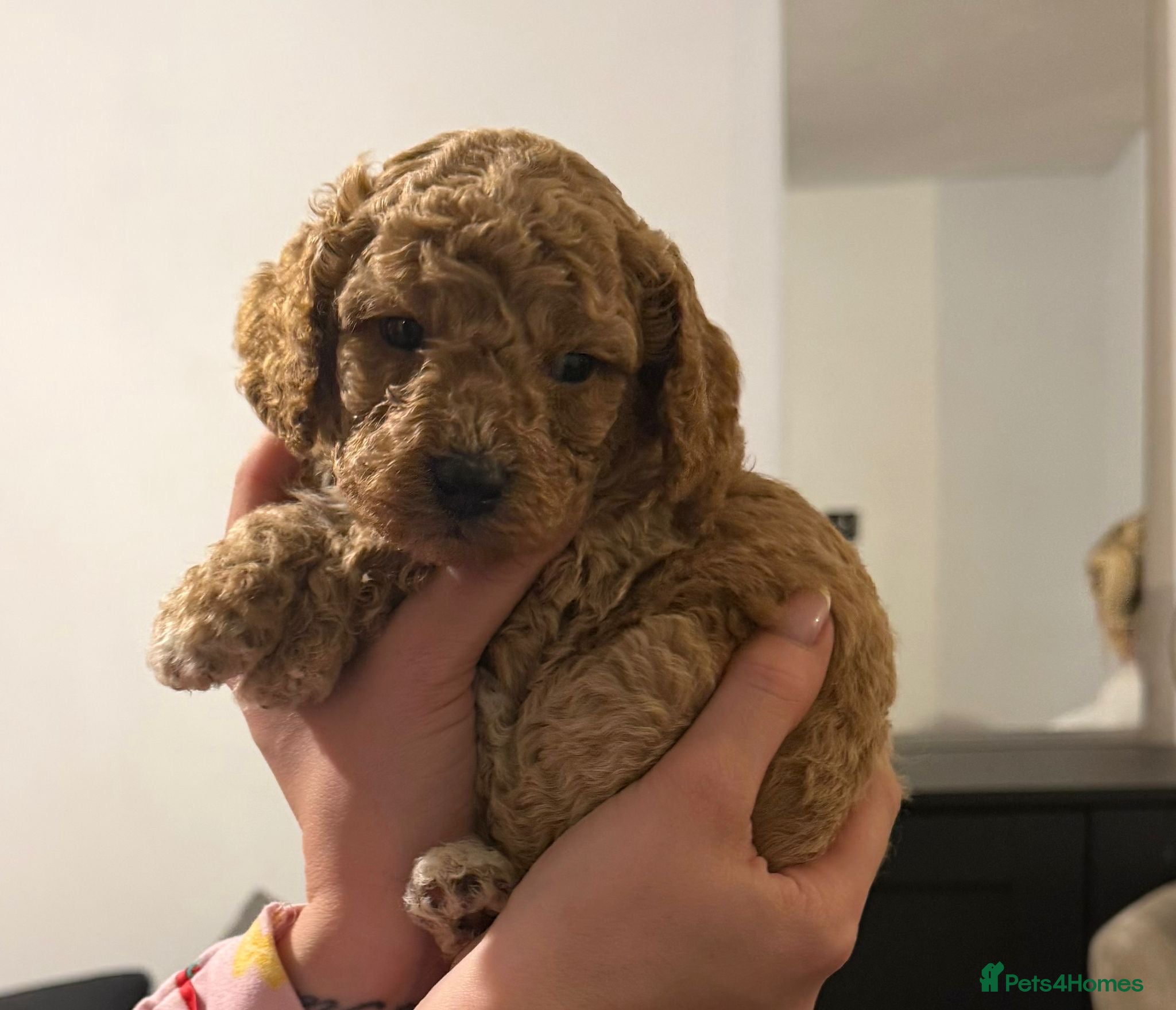 Mixed Breed dogs for sale: F1 Labradoodle/cockapoo Mix ❤️  - Advert 11