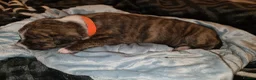 Mixed Breed dogs for sale: American bull staffy pups - Advert 14