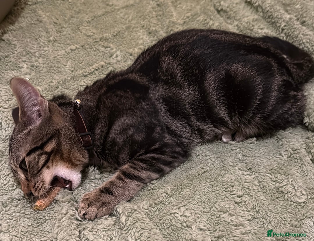 Mixed Breed cats for sale: Male kitten sale to go ASAP - Advert 3