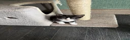 Mixed Breed cats for sale: Adorable cute kittens - Advert 5