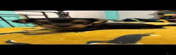 Yorkshire Terrier dogs for sale: X4 Stunning Minature Yorkshire terrier puppies  - Advert 17