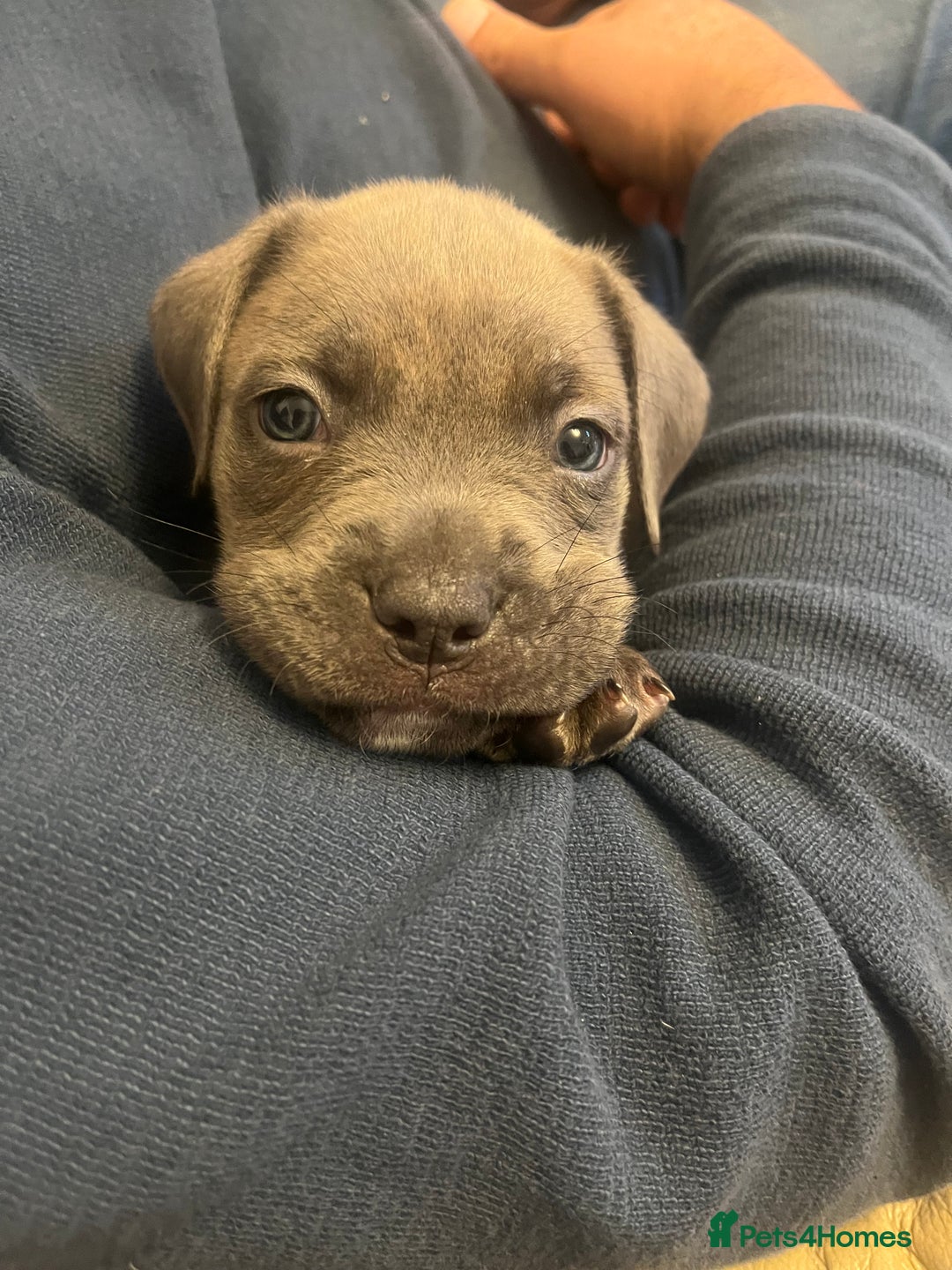 Cane Corso dogs for sale: Cane corso puppy - Image 2