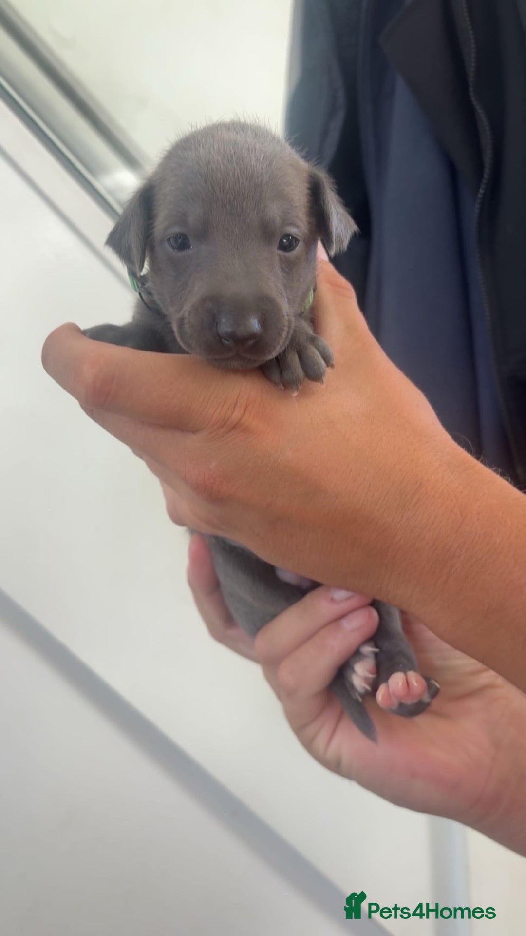 Whippet dogs Blue whippet puppies 💙❤️🏡 - Advert 1
