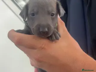 Whippet dogs Blue whippet puppies 💙❤️🏡 - Advert 1