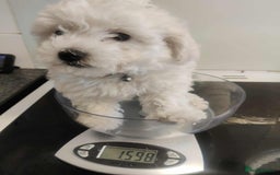 Maltese dogs for sale: Ready to go ! Gorgeous Maltese girls for salee - Image 8