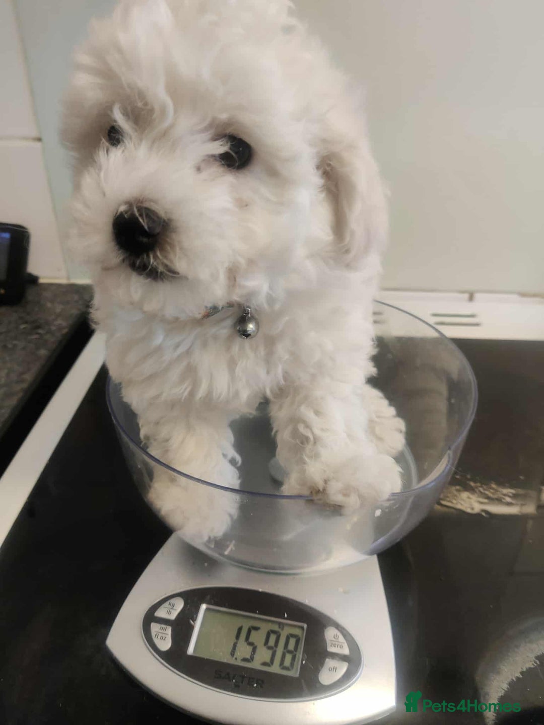 Maltese dogs for sale: Ready to go ! Gorgeous Maltese girls for salee - Image 8