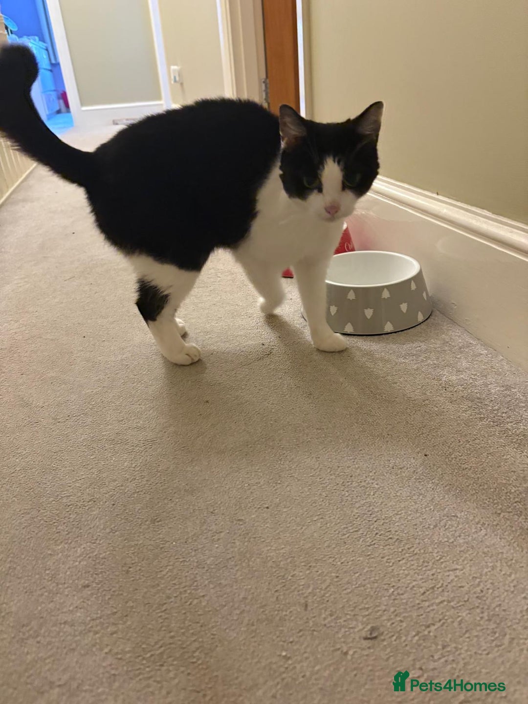 British Shorthair cats for sale: New home required - Advert 2