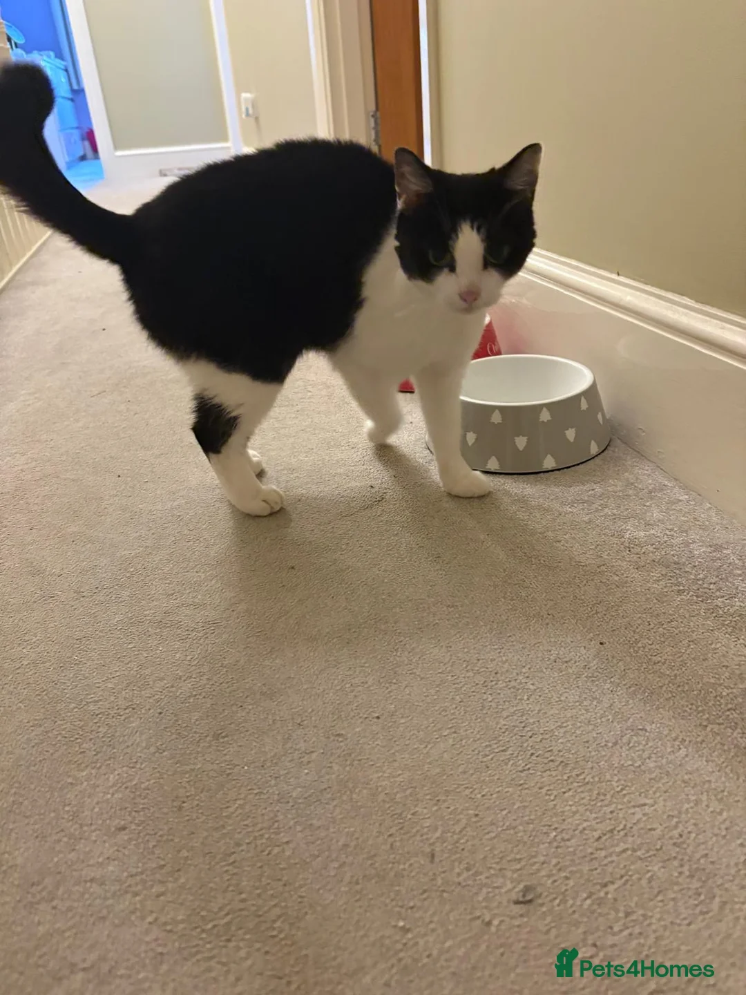 British Shorthair cats for sale: New home required - Advert 2