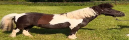 Shetland pony horses for sale: Registered 17yo shetland gelding  - Advert 2