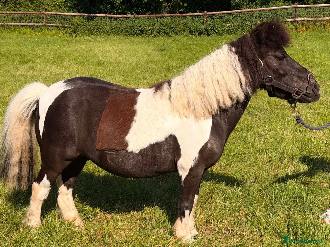 Shetland pony horses for sale: Registered 17yo shetland gelding  - Advert 2
