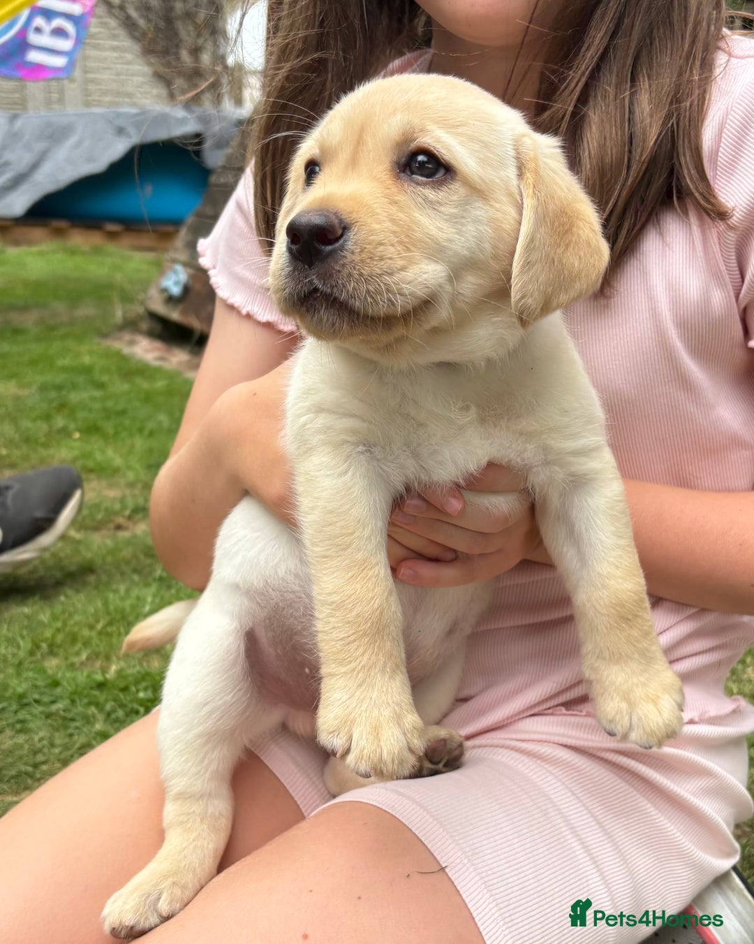 Labrador Retriever dogs for sale: KC reg Labrador puppies handled by children  - Image 14