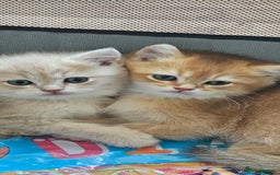 British Shorthair cats for sale: BSH BLUE AND BSH GOLD KITTENS Ready now! - Image 39