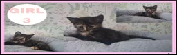 Mixed Breed cats for sale: Calico kittens for sale - Advert 3