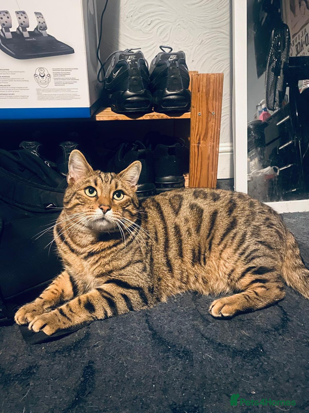 Bengal cats for sale: Two pure bengal male cats  - Advert 1