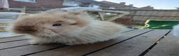 Mini Lop rabbits for sale: Waiting list for new bundles of joy  - Advert 8