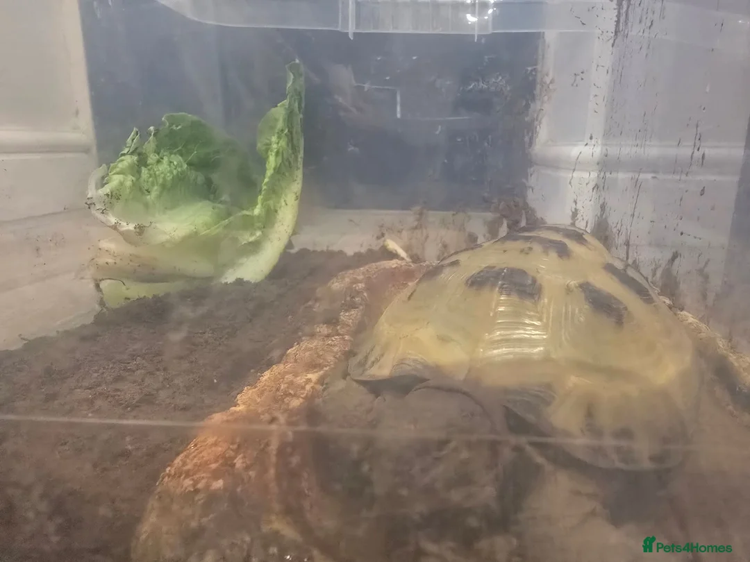 Tortoise reptiles for sale: Horsefield Tortoise Male 6 Year Old  in Doncaster - Advert 2