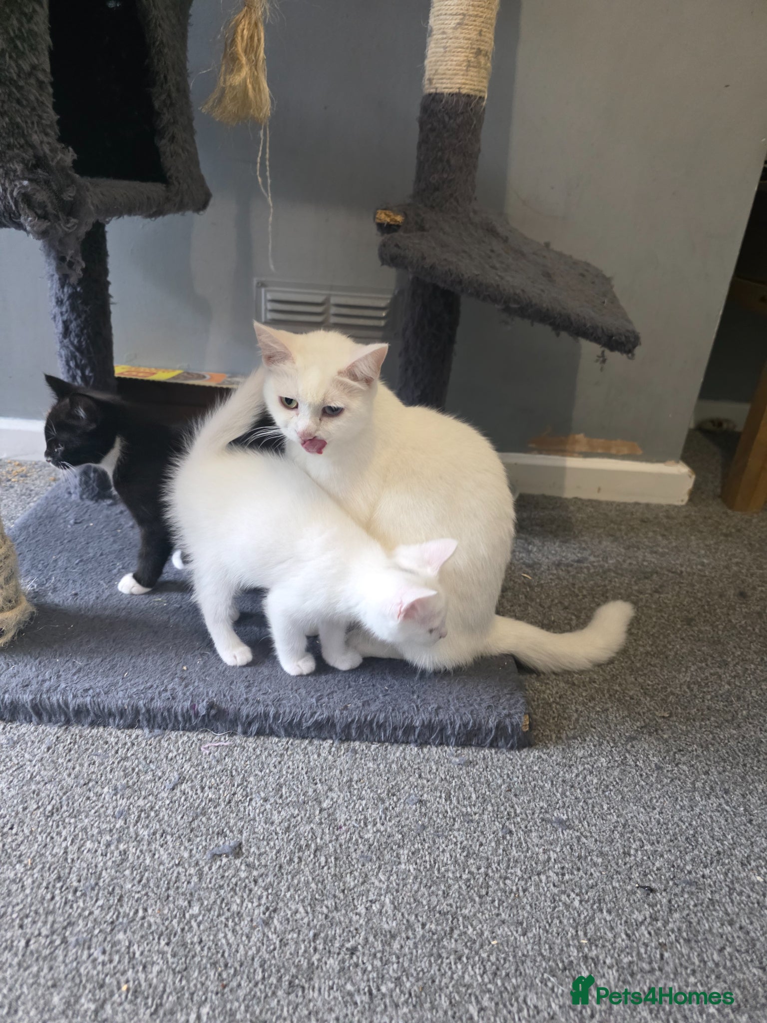 Turkish Angora cats for sale: Turkish angora cross  - Advert 10