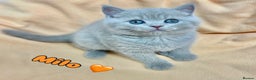 British Shorthair cats for sale: GCCF British Shorthair for Sale - Advert 4