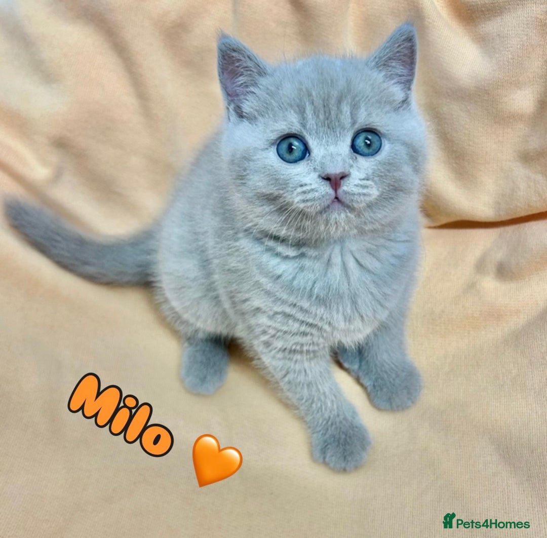 British Shorthair cats for sale: GCCF British Shorthair for Sale - Advert 4