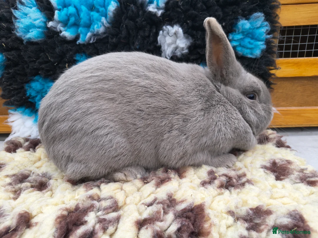 Mixed Breed rabbits for sale: Beautiful marburger feh  - Advert 4