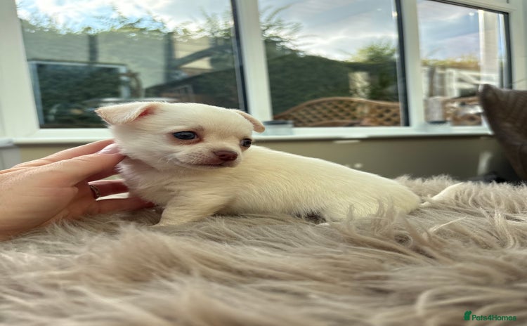 Chihuahua dogs - Advert 7