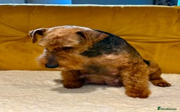 Welsh Terrier dogs for sale: Absolutely stunning top litter  - Image 6