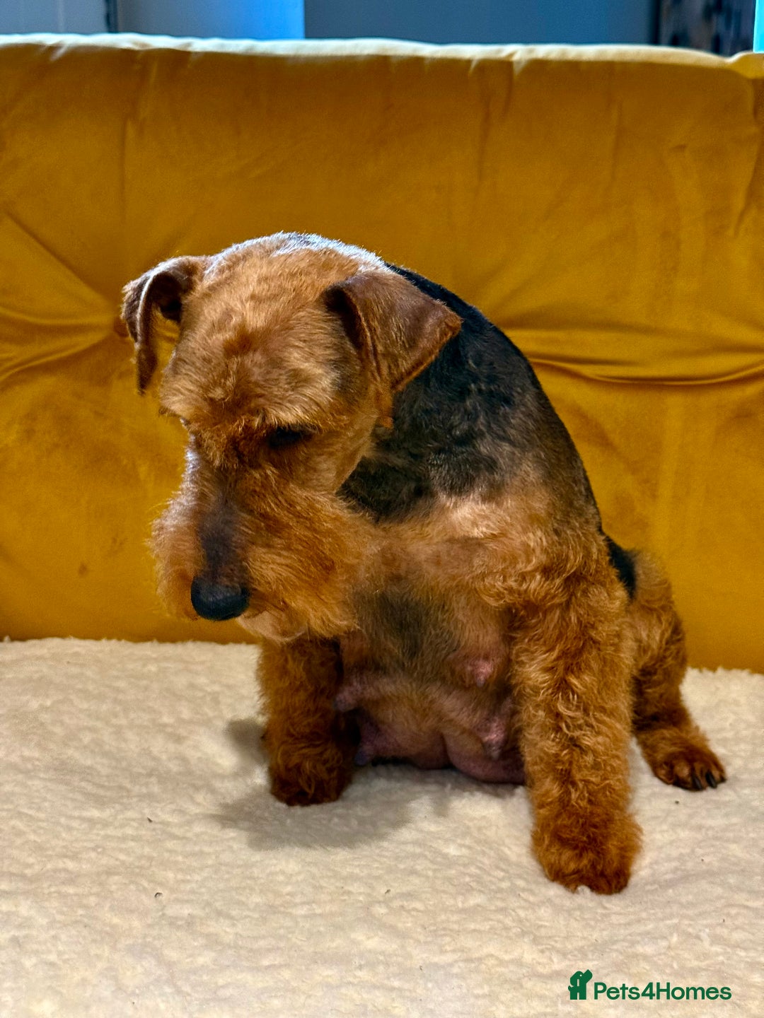 Welsh Terrier dogs for sale: Absolutely stunning top litter  - Image 6