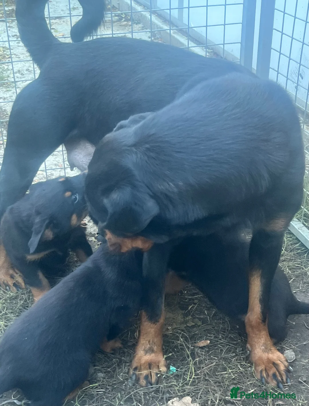 Rottweiler dogs for sale: Beautiful Rottweiler puppy’s - Advert 11